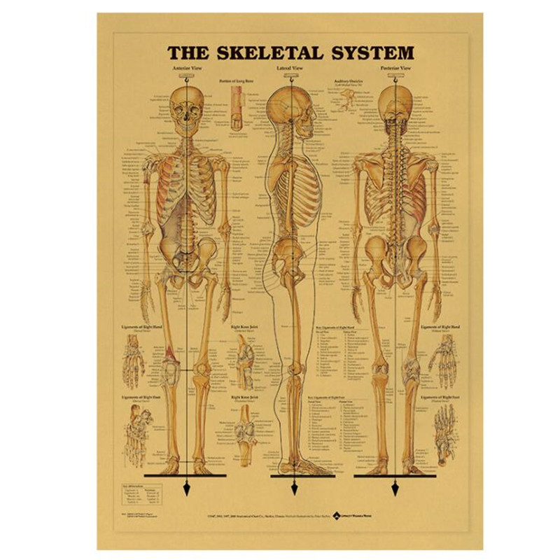 Vintage The Skeletal System Me - Home Decor Indonesia 评论和价格